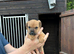 Jack Russell cross