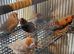 Zebra finches