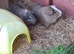 Dad and son bonded guinea pigs