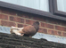 Fantail