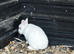 Albino netherland dwarf bunny