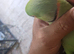 Indian Ringneck