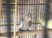 Male semi tame cockatiel