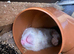 2 standard 1 half micro for stud only, haydock Not for sale