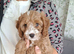 Cavapoos