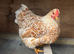 Buff laced Wyandotte Bantams