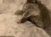 Bsh kitten