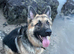 Male German Shepherd