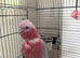 Female Ghala cockatoo beautiful parrot
