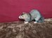 ferrets 12 weeks old jills and hobs