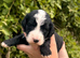 Old English sheepdog x poodle