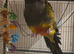 Patagonian conure