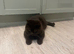 Chocolate british shorthair
