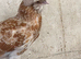 Padovana & Silkie x