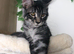 4-month Tica female kitten