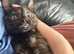 Tortie kitten