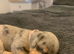Dachshund Pupies