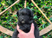Pomapoo