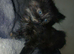 Persian doll face x maincoon kitten