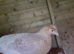 Beautiful blue egg laying hens