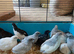 Pol Chinese painted quail