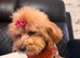 Pedigree toy poodle Molly