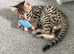 REDUCED - MALE stunning Glitter Coat bengals