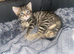 Kitten