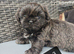 NOW ready for a new home Imperial Shih Tzu