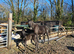 reserved Reg Black Arab colt