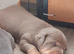 LILAC/BLUE and TAN JACK RUSSELL PUPPIES