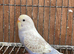 Baby budgies