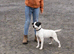 3 year old Russell dog