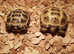 Baby horsefield tortoise with full set up