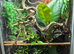 Beautiful male 2 year old chameleon looking for new home