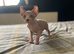 Amazing Sphynx