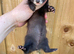 Last 2 kits left hob and Jill
