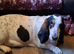 Basset girl