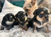 Beautiful Chorkie Puppies