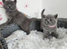 British Shorthair Kittens