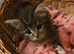 Fluffy Long Haired Mixed Breed Kittens - RESERVE