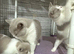 Top pedigree British shorthair kittens ready now