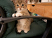Kittens ready for their forever homes