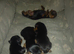 Yorkshire terrier puppies