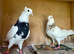 Young pair of Toghi pigeons for sale