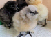 Day Old. Silkie Chickens