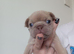Frenchie Puppies