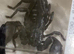 Asian Forest Scorpions for sale