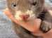 Baby Ferrets for sale