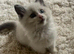 3 blue lynx Ragdolls